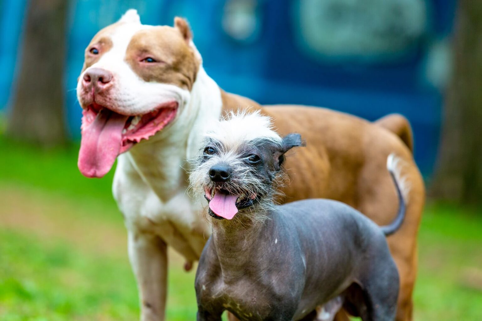 is-doggy-daycare-good-for-dogs-the-fit-pets