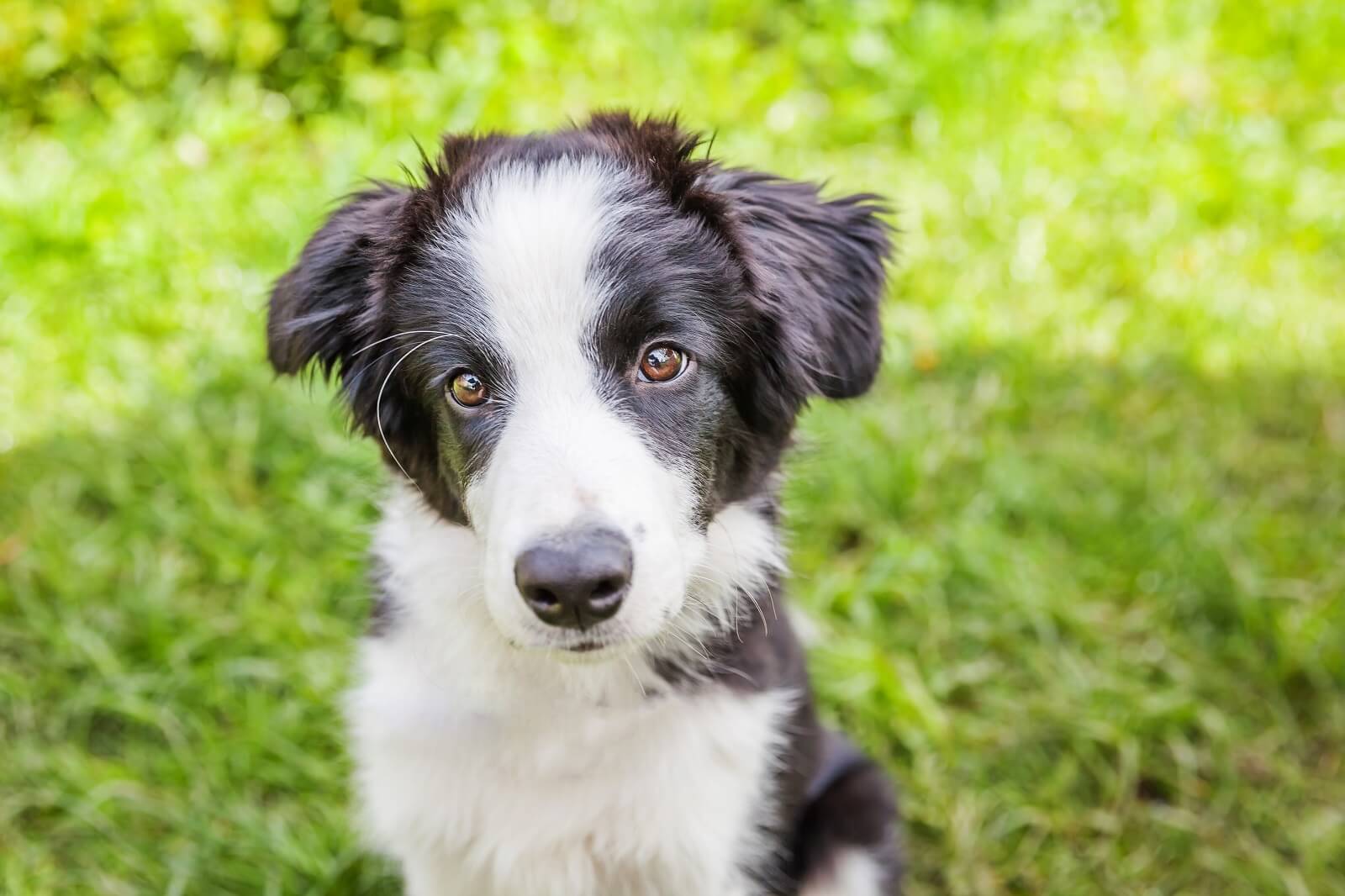 is doggy daycare good for dogs