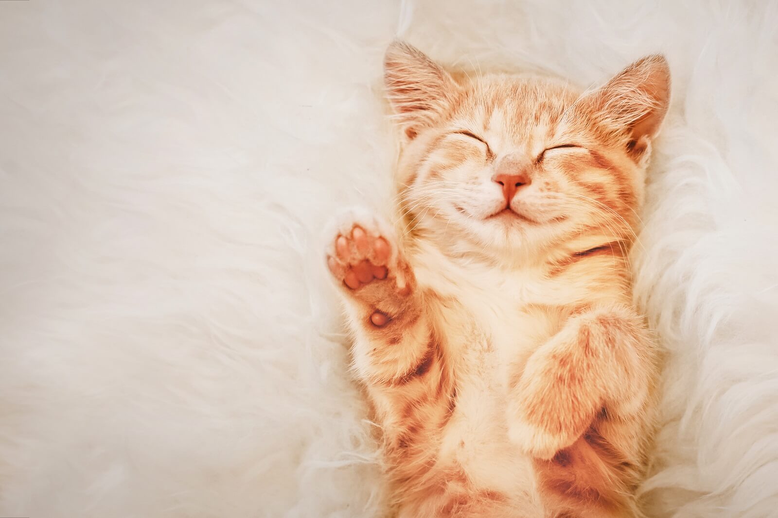 kitten-sleep-on-their-back
