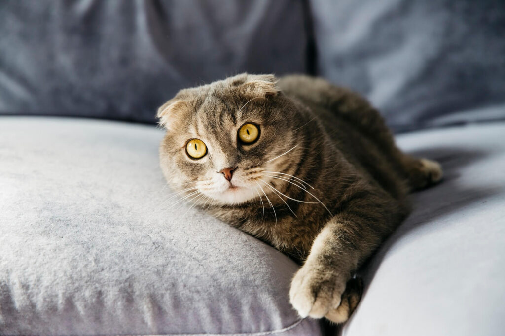 Cat Kneading Routines Laps Owners photo