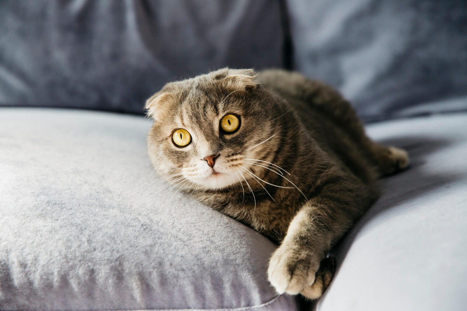 Why Do Cats Knead On Their Owners? The Fit Pets