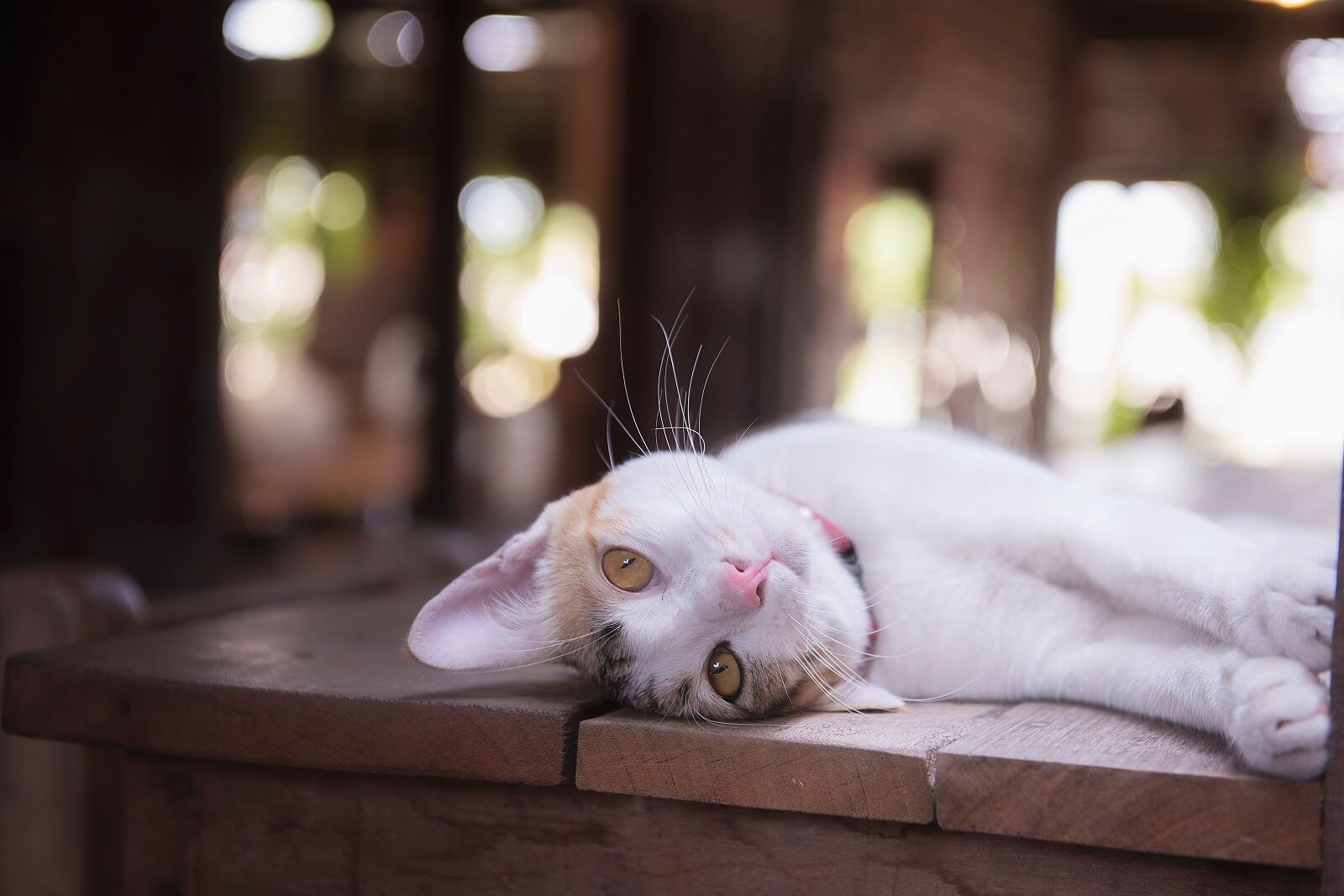 why-do-cats-sleep-on-their-backs