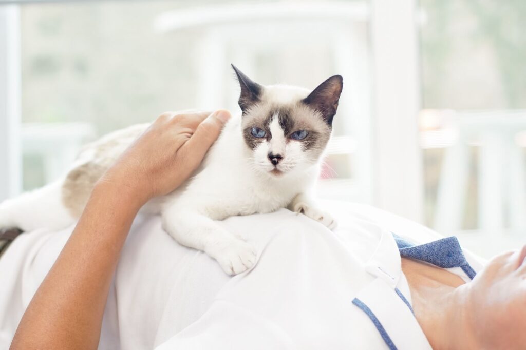 why-does-my-cat-lay-on-my-chest-the-fit-pets