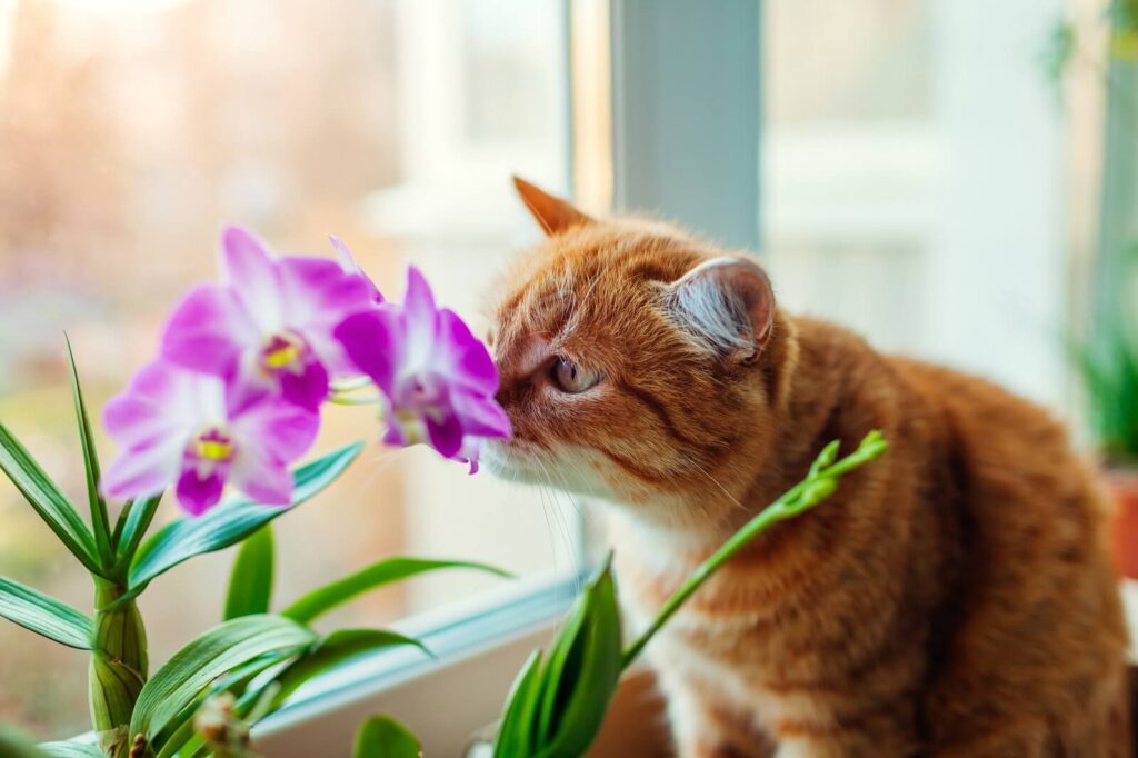 are cymbidium orchids bad for dogs