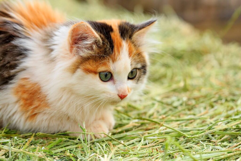 Calico Cats — Colors, Lifespan, Personality, and Fun Facts. - The Fit Pets