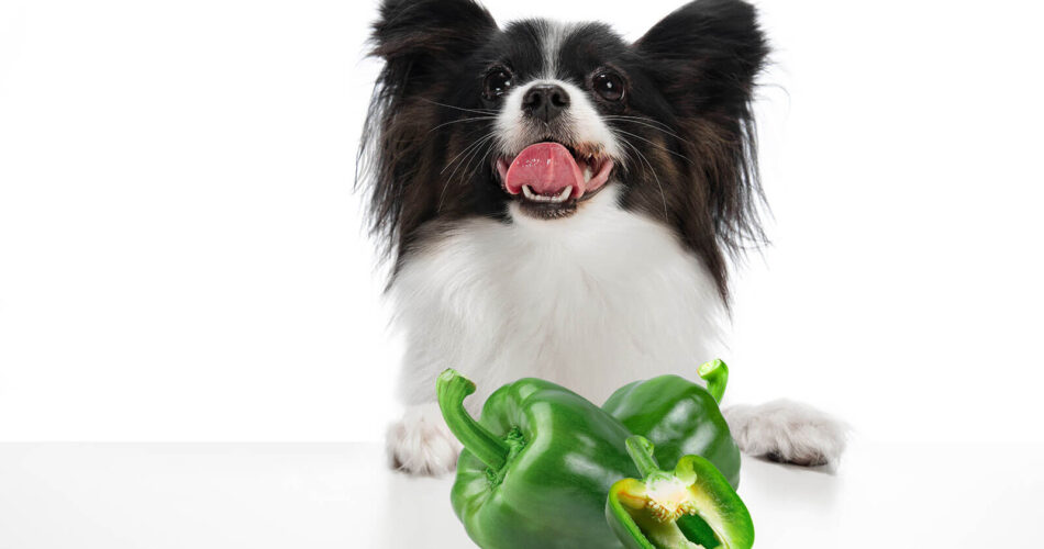 can-dogs-eat-bell-peppers