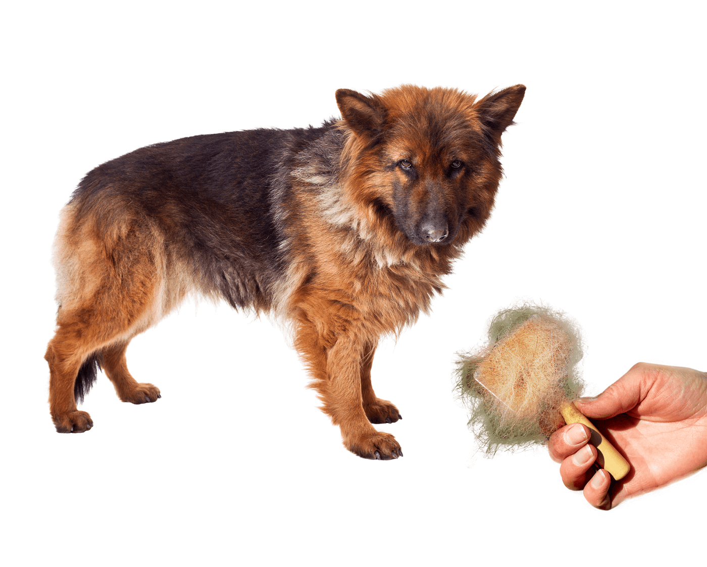 german-shepherd-shedding-and-how-to-prevent-it-the-fit-pets