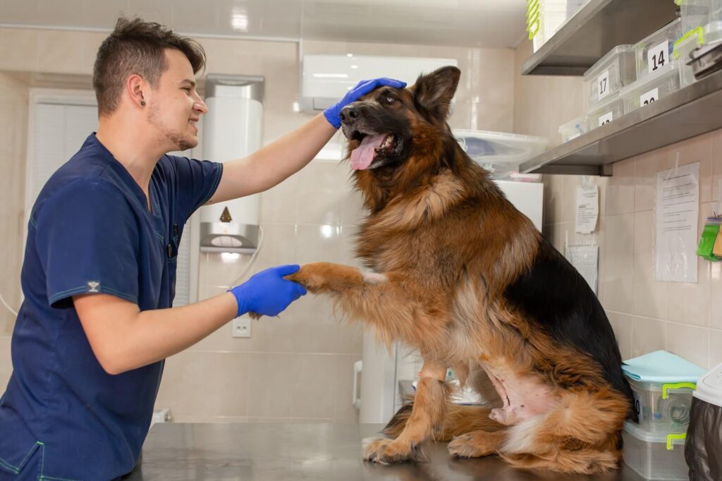 German Shepherd Shedding And How To Prevent It The Fit Pets