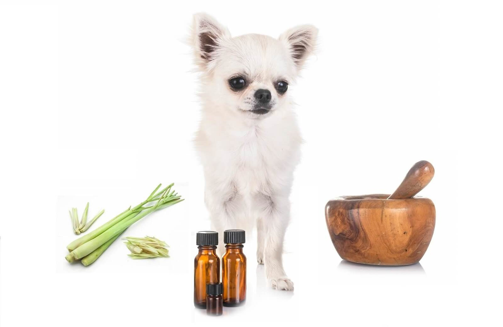 Is Lemongrass Oil Safe For Dogs The Fit Pets