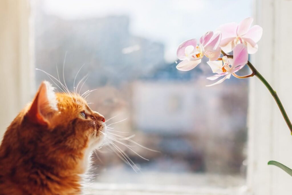Are Orchids Toxic For Cats? The Fit Pets