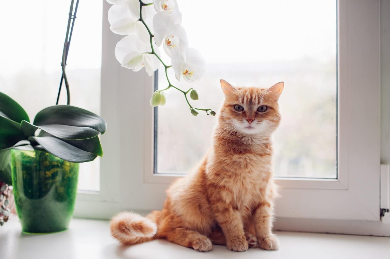 Are Orchids Toxic For Cats? - The Fit Pets