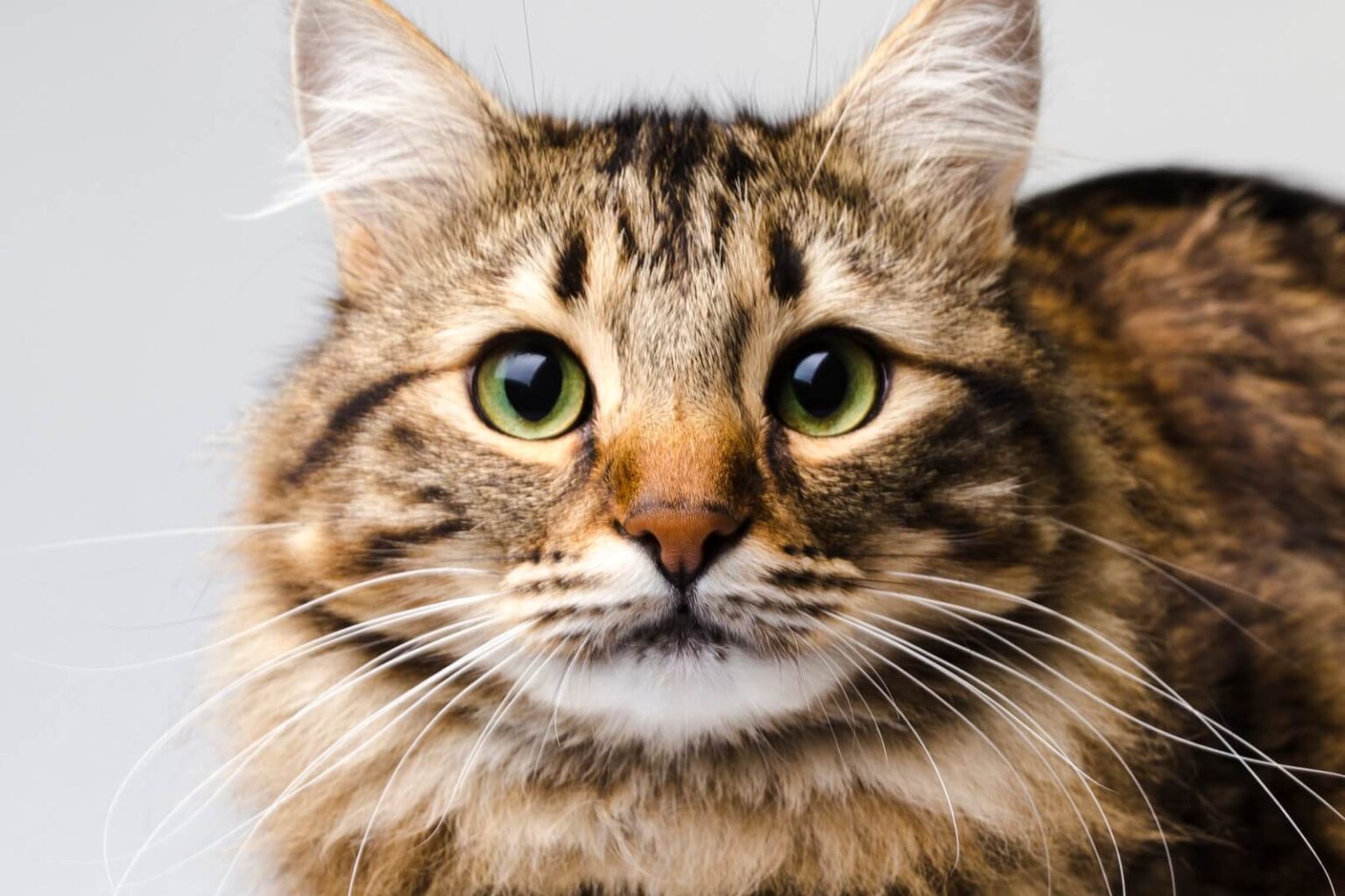 Why Do Cats Have Wet Noses? The Fit Pets