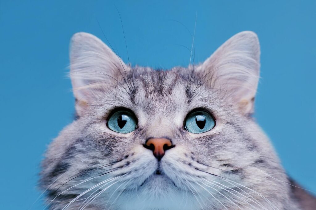why-do-cats-have-wet-noses-the-fit-pets