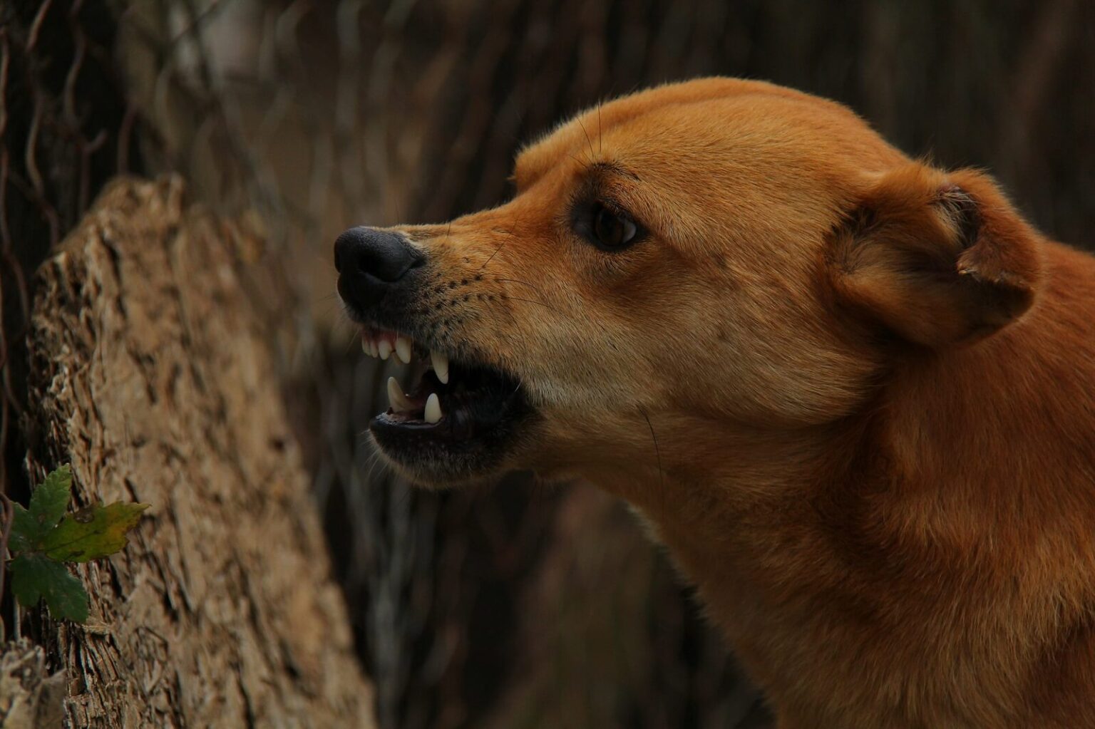 Why Do Dogs Bark At Night Ghost