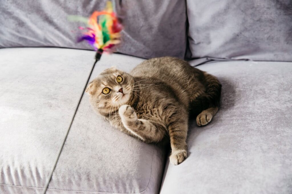 How To Entertain Your Cat? The Fit Pets