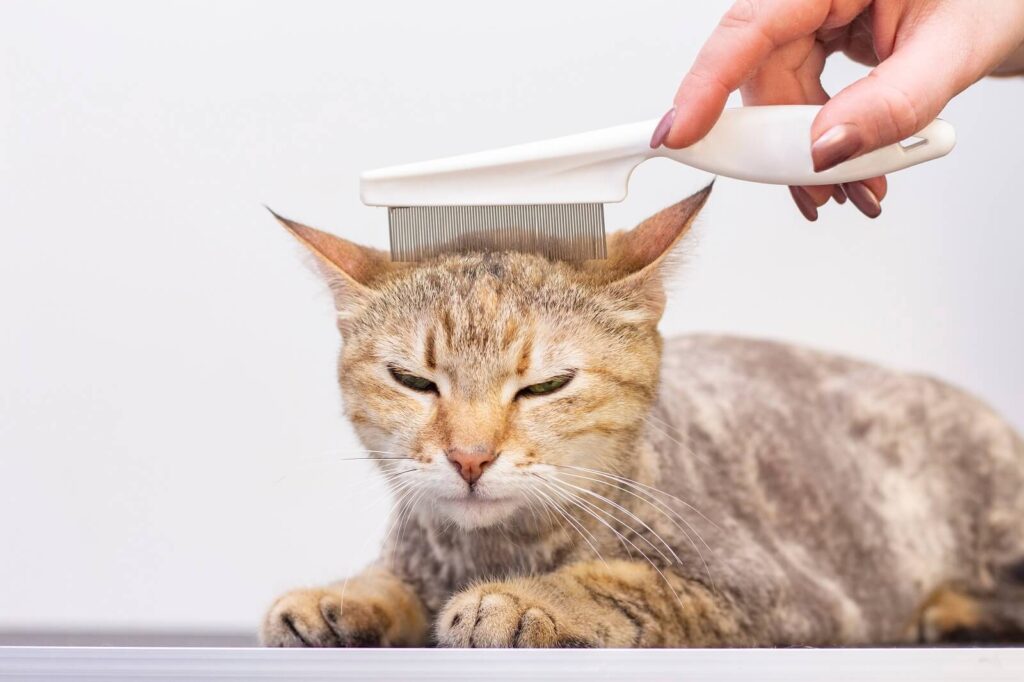 How To Raise A Kitten To Be Cuddly - The Fit Pets