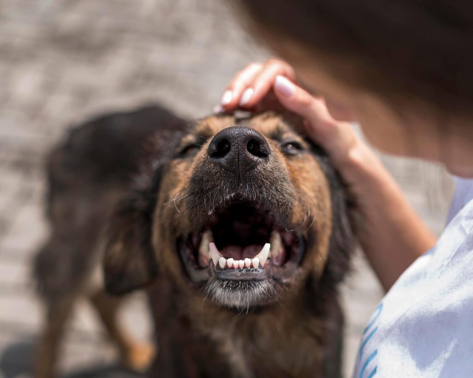 Why Is My Puppy Breathing Fast? - The Fit Pets - Rapid Breathing In Puppies