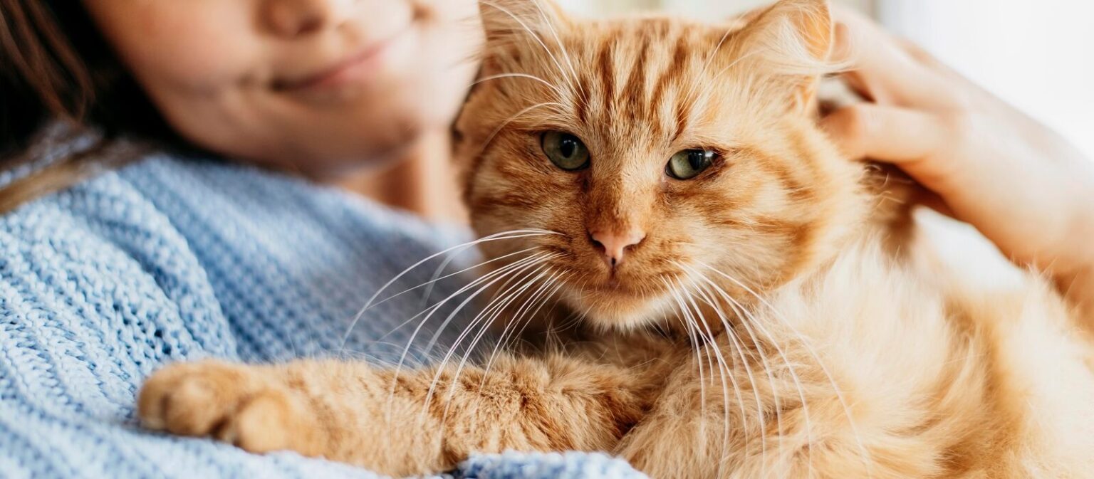 How To Raise A Kitten To Be Cuddly - The Fit Pets