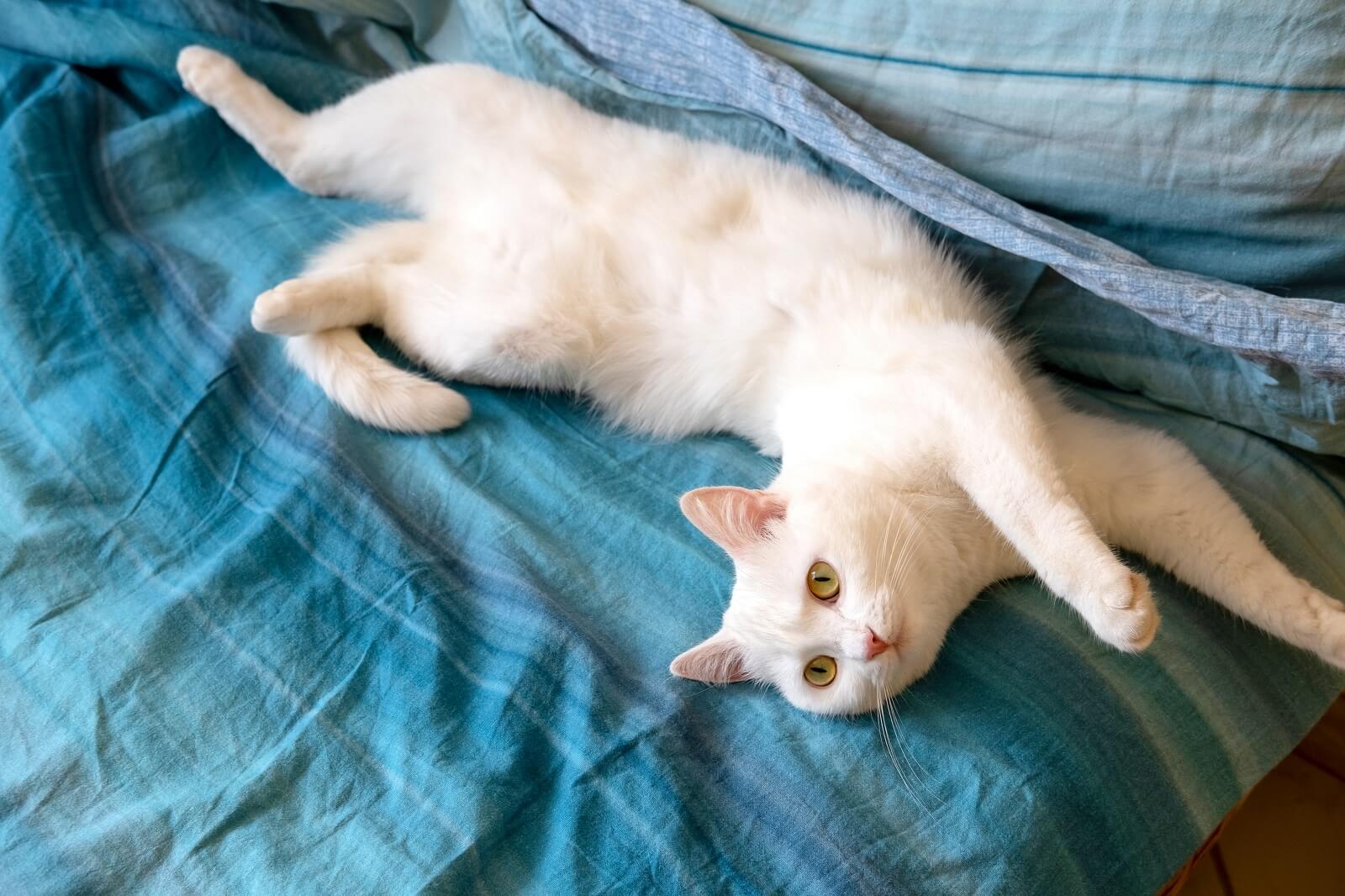  how to raise a kitten to be cuddly the fit pets
