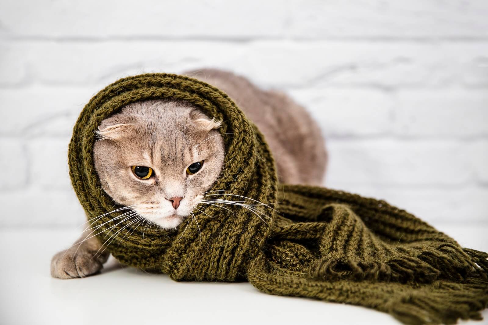 Can Cats Catch Colds From Humans? - The Fit Pets