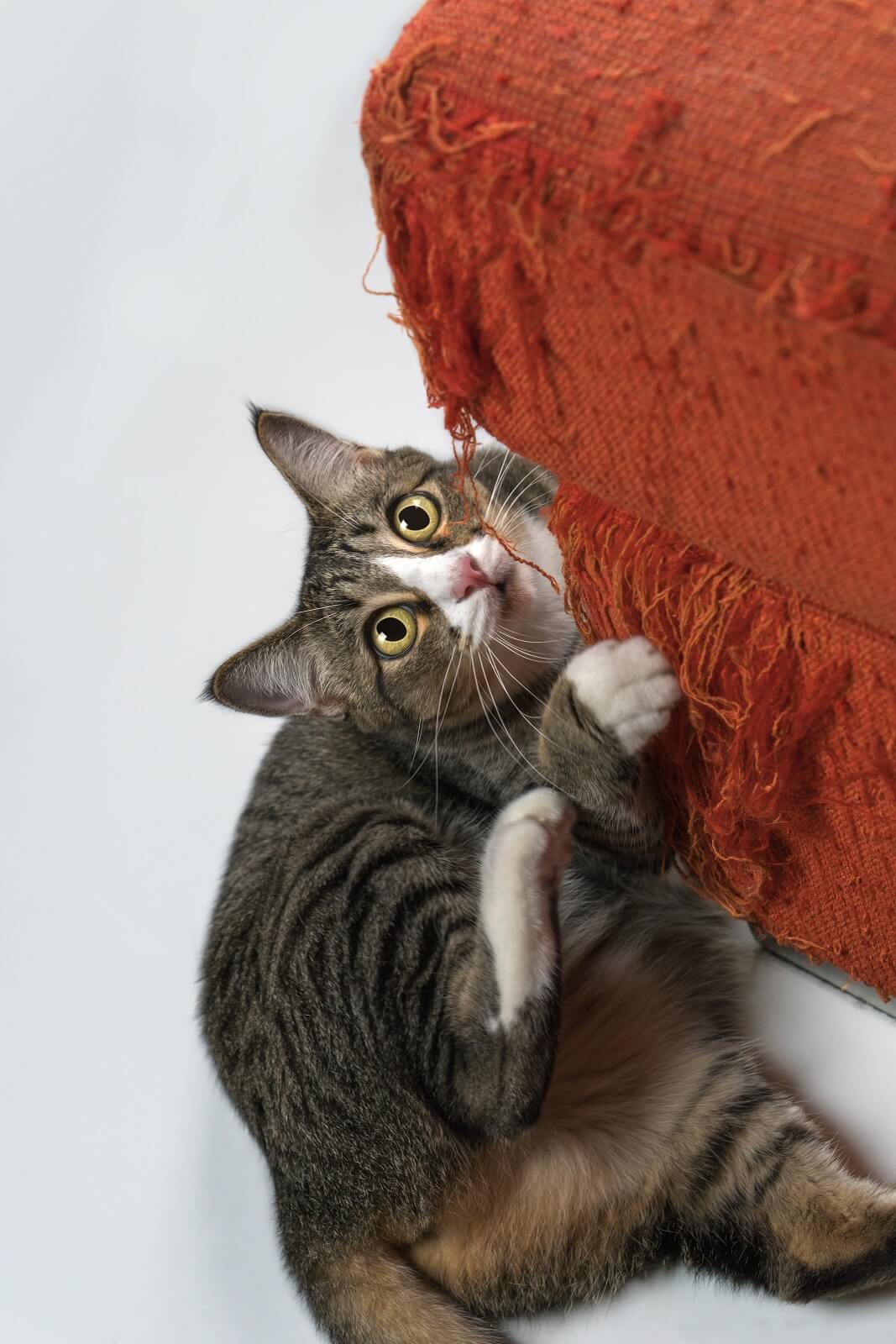Why Does My Cat Scratch The Floor? The Fit Pets