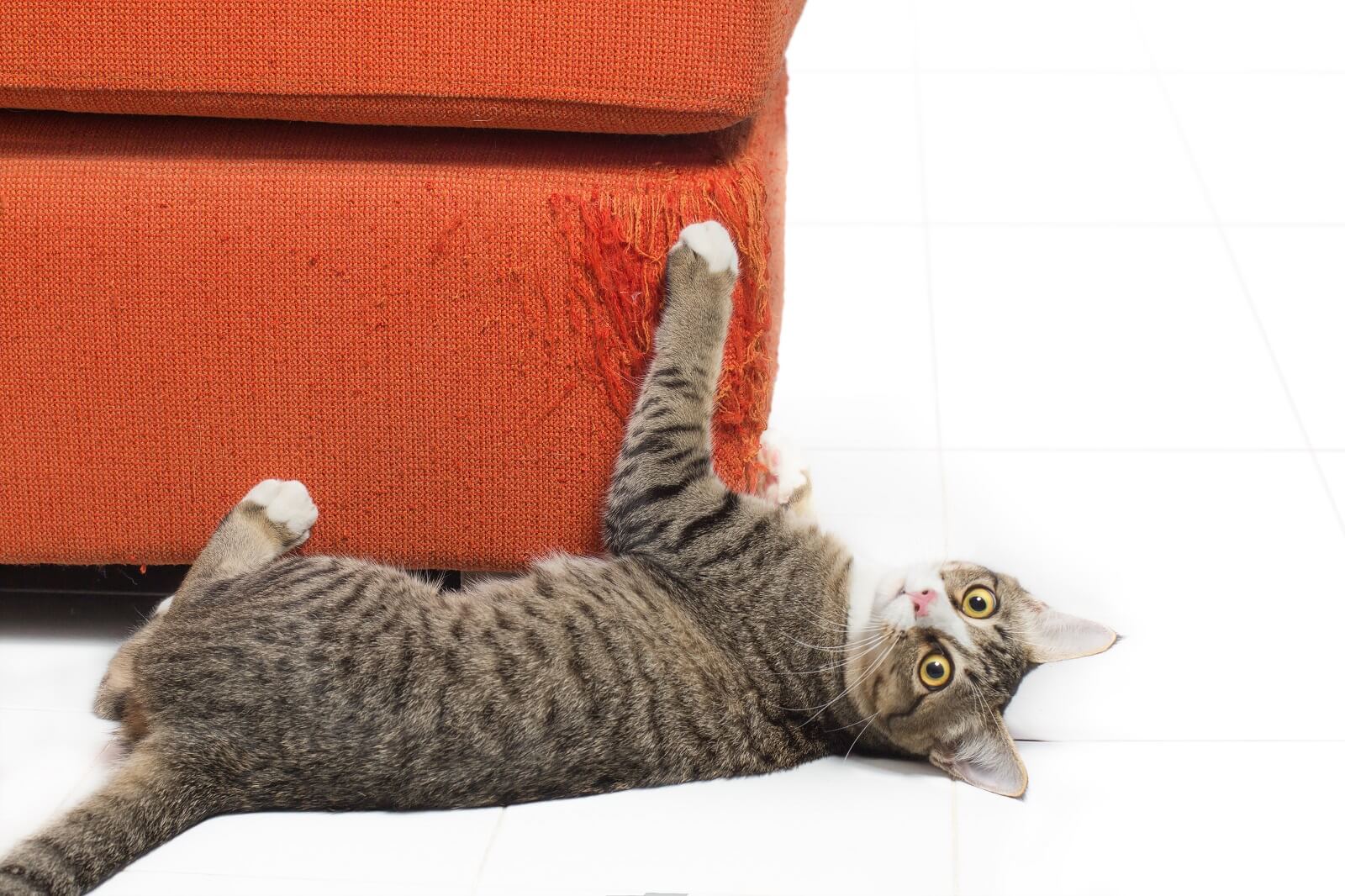 Why Does My Cat Scratch The Floor? - The Fit Pets