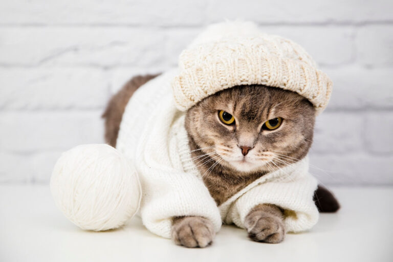 Can Cats Catch Colds From Humans? - The Fit Pets