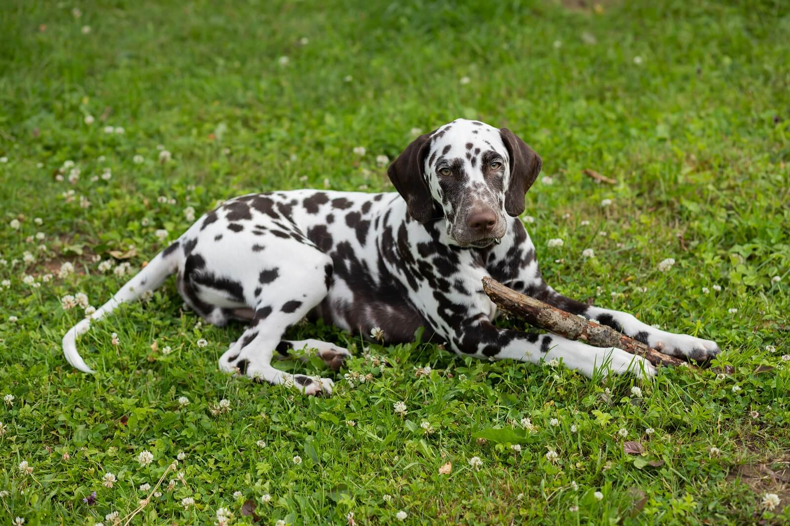 what happens if my dog eats wood