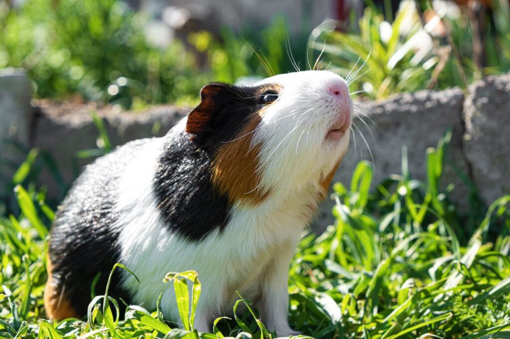 Can Guinea Pigs Eat Pears? Are They Safe? The Fit Pets