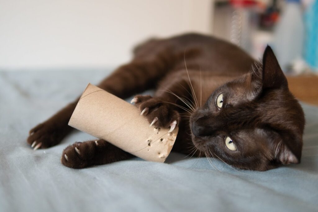 Why Does My Cat Scratch The Floor? The Fit Pets