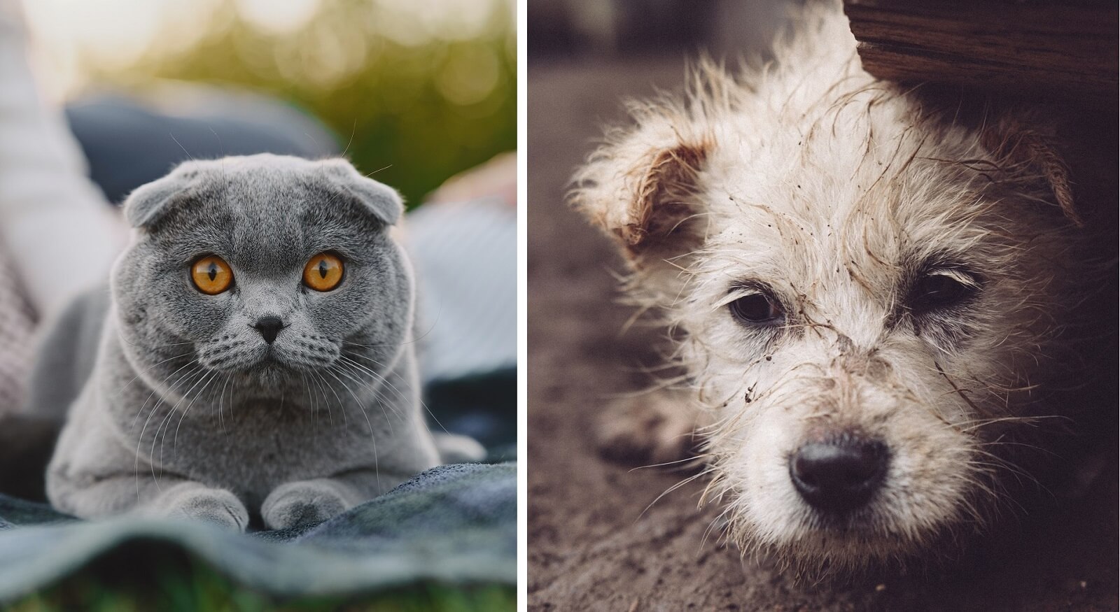 Are Cats Cleaner Than Dogs The Fit Pets