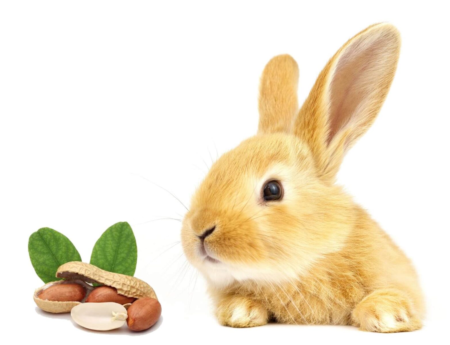 Can Rabbits Eat Peanuts? The Fit Pets