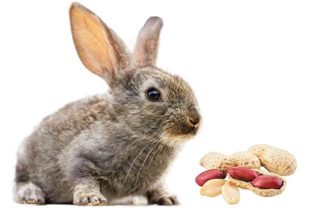 Can Rabbits Eat Peanuts? The Fit Pets