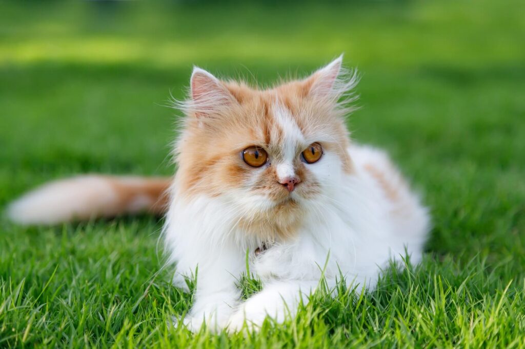 Are Cats Cleaner Than Dogs The Fit Pets