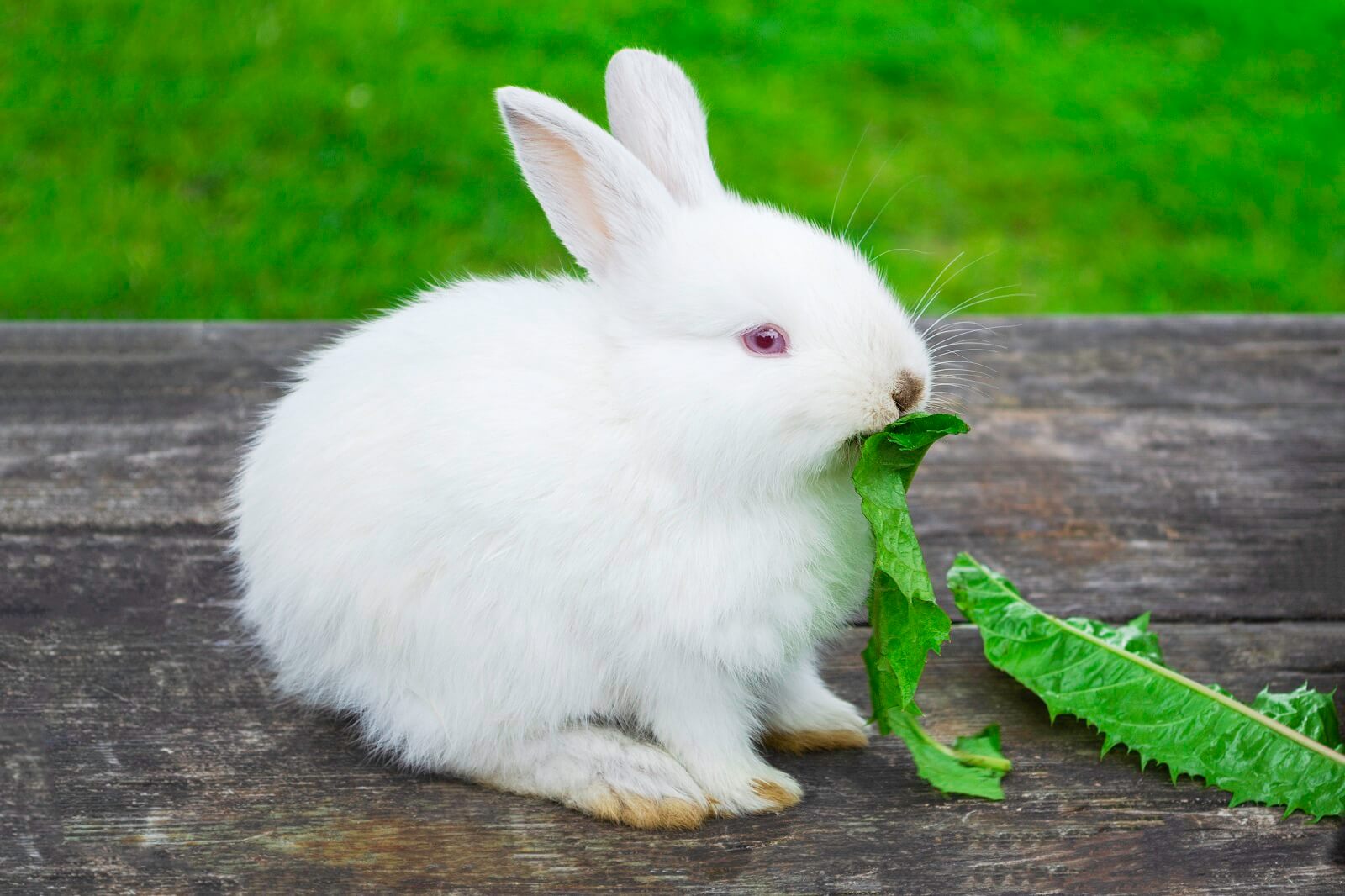 Can Rabbits Eat Peanuts? The Fit Pets