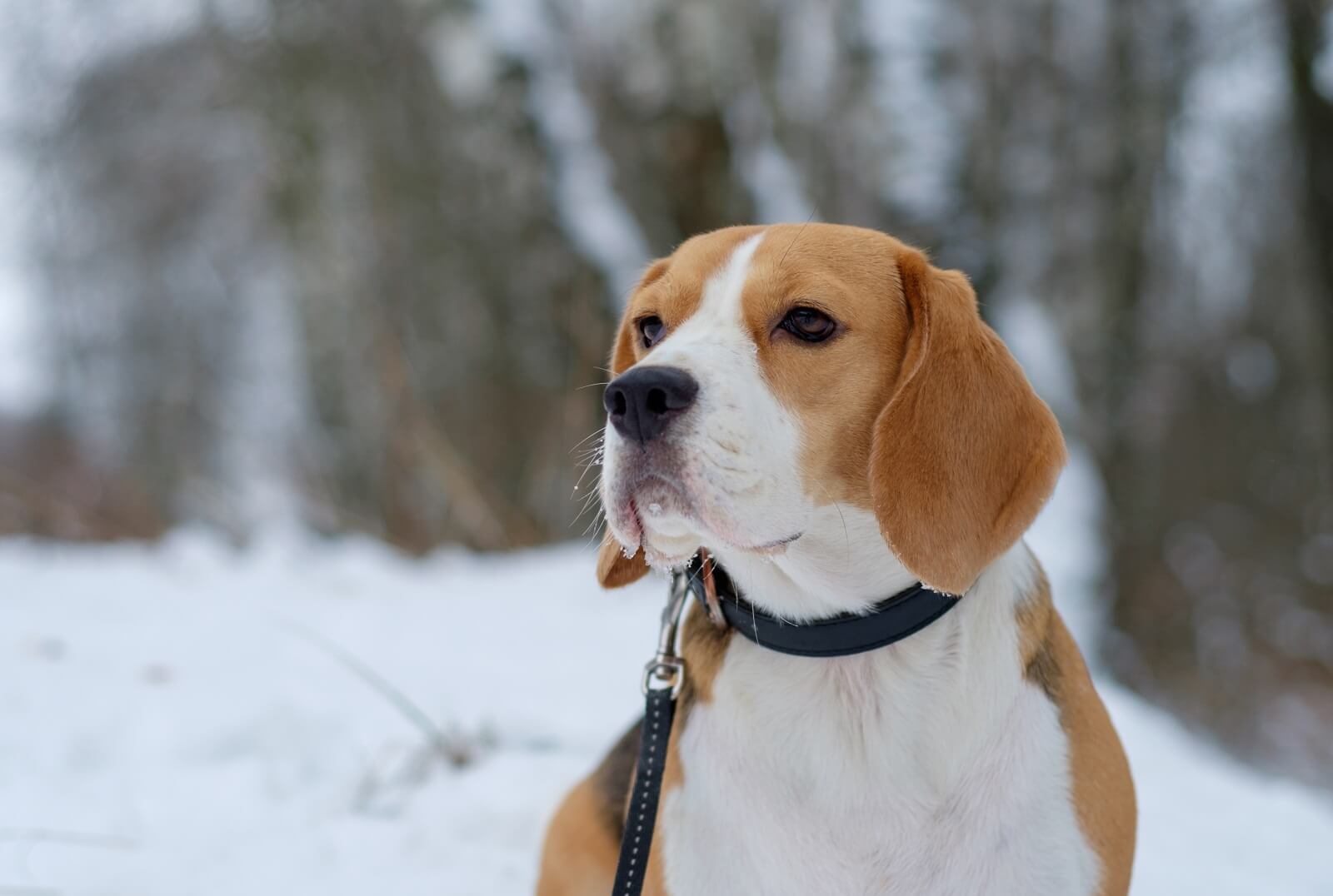 Dog Wants To Stay Outside In Cold What Should You Do? The Fit Pets