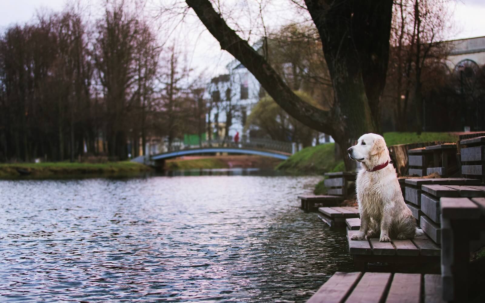 dog anxiety and depression