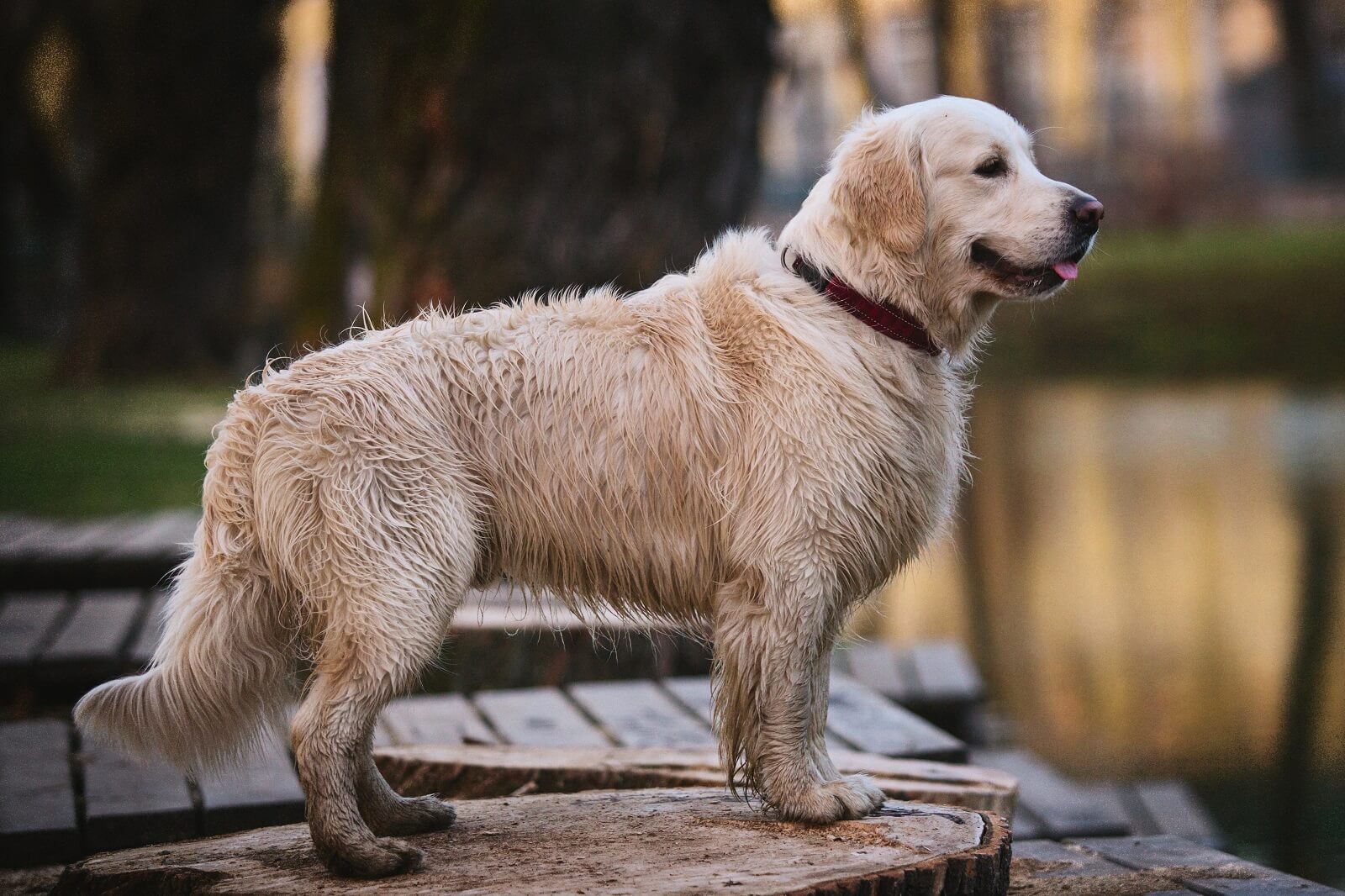 dog-wants-to-stay-outside-in-cold-what-should-you-do-the-fit-pets