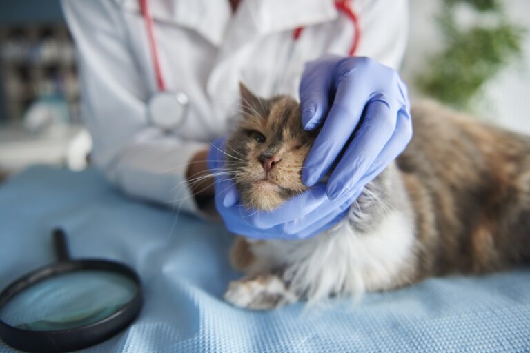 What To Feed A Sick Cat? The Fit Pets