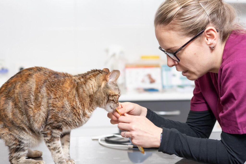 what-to-feed-a-sick-cat-the-fit-pets