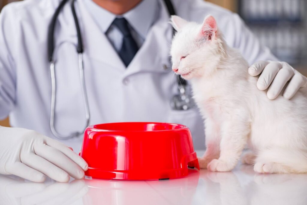 What to feed a sick cat the fit pets