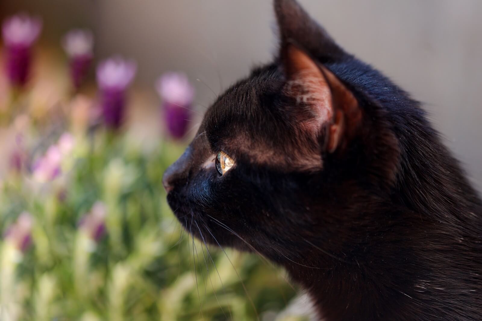cat-sniffing-lavender-plant