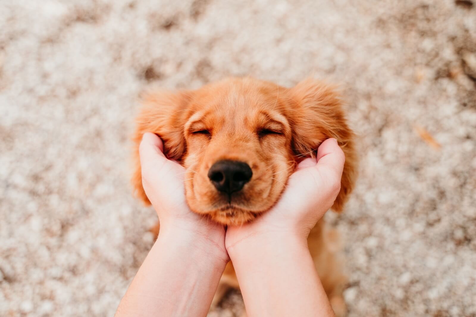 dogs like kisses and hugs