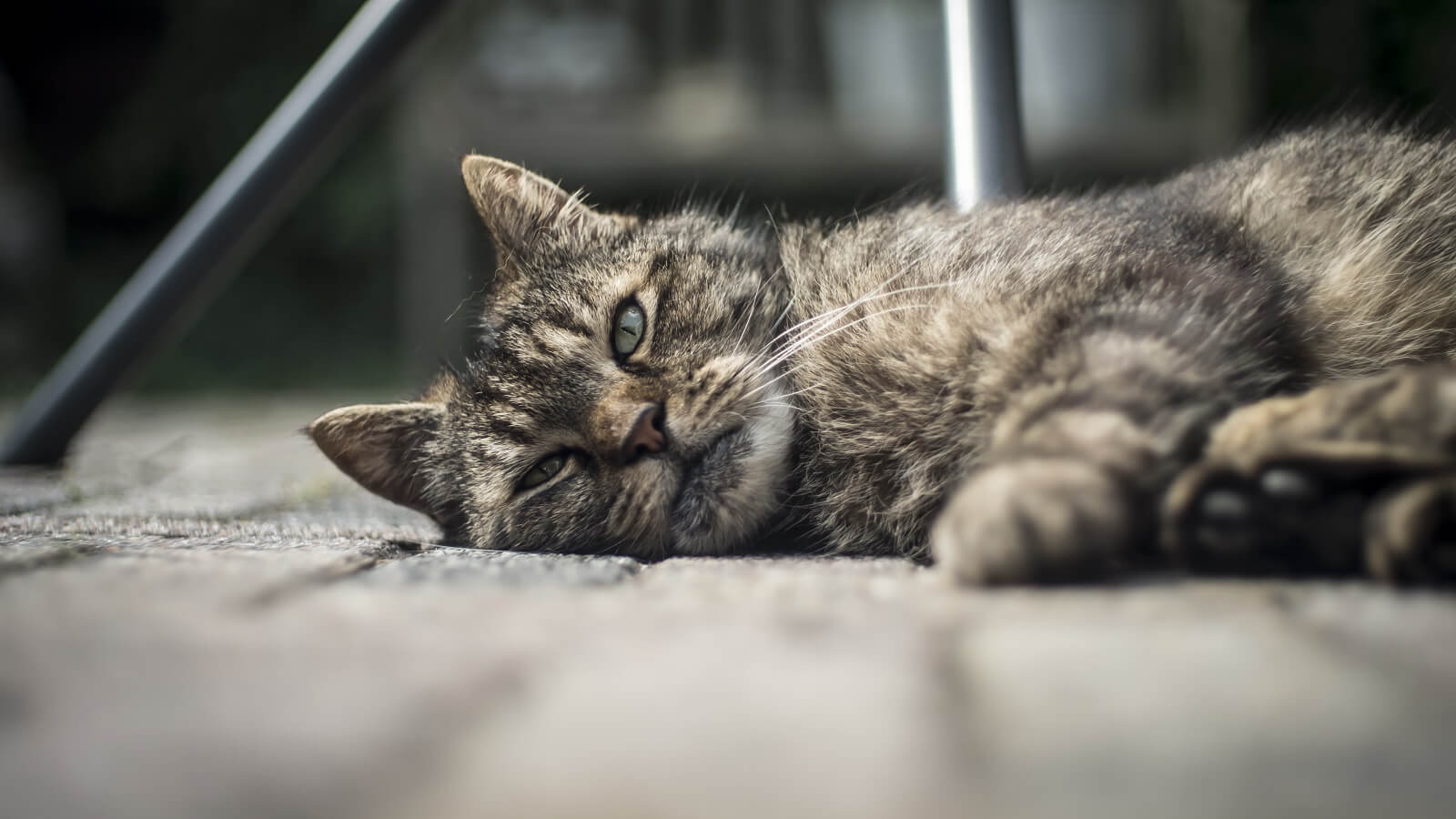 signs-your-cat-is-dying-and-it-is-time-to-say-goodbye-the-fit-pets