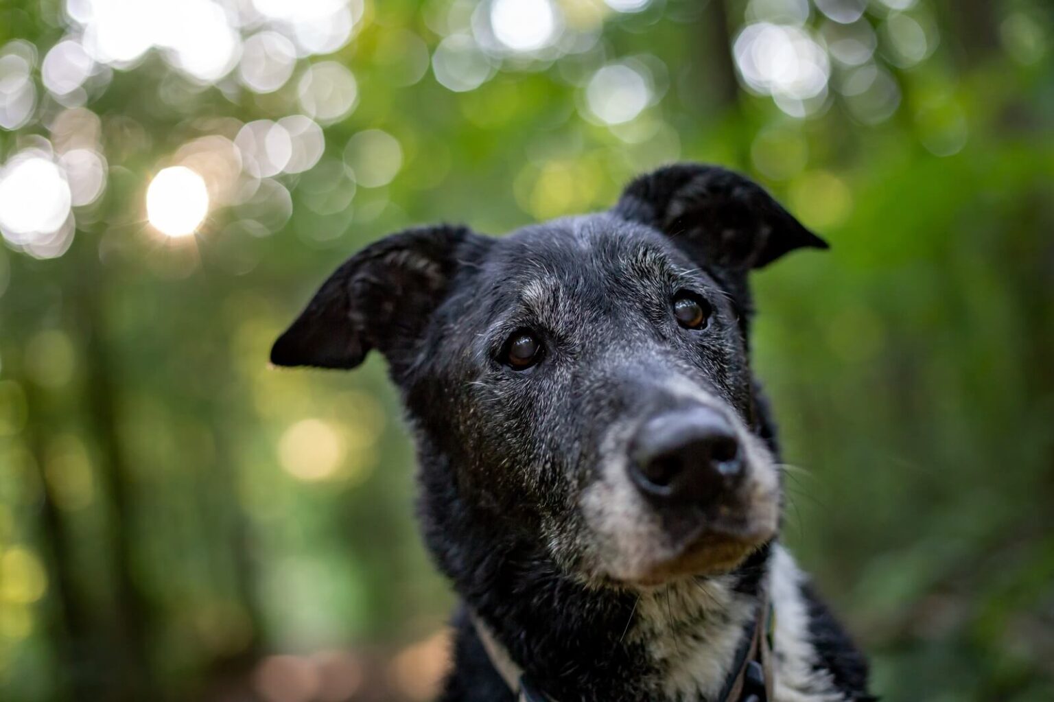 Signs Your Dog Is Dying And It Is Time To Say Goodbye The Fit Pets   Signs Your Dog Is Dying Soon 1536x1023 