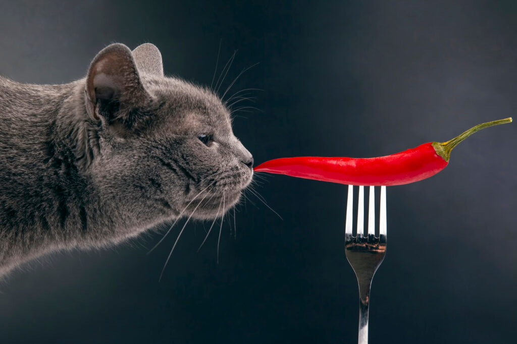 7 Surprising Scents That Cats Hate Most The Fit Pets