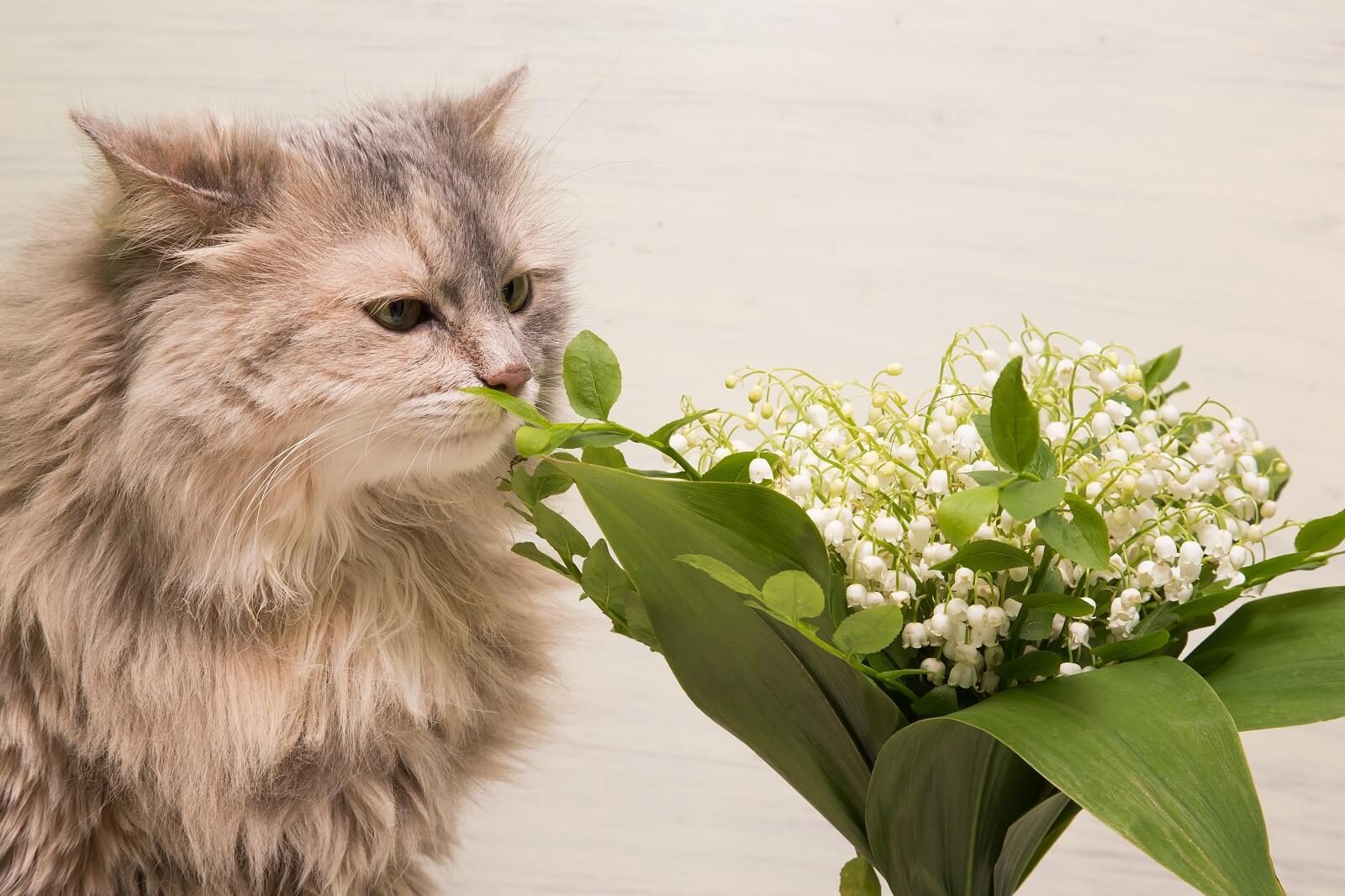 what smells do cats hate most