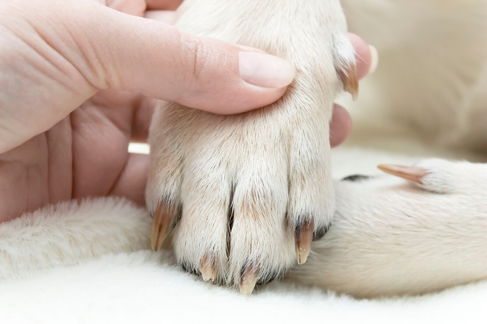 how to treat dog broken toenail