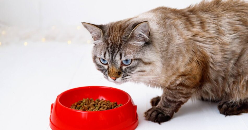 Cat Food Alternatives