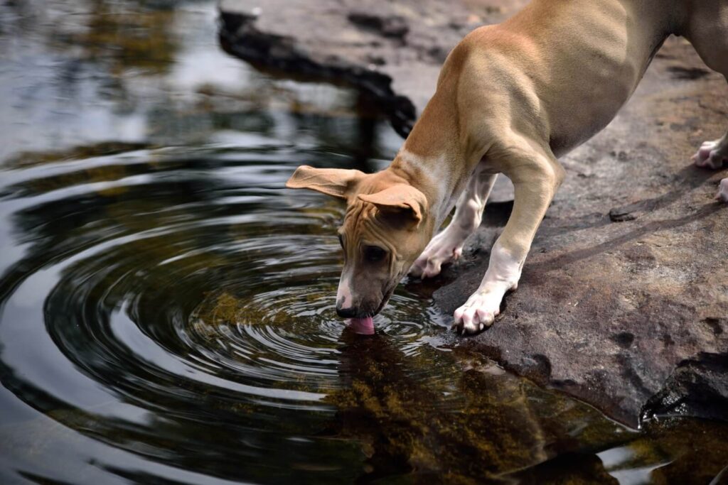 Why Old Dog Drinking A Lot Of Water? - The Fit Pets